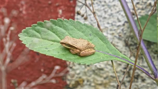 개구리 고레우 나뭇잎에 떨어져 — 비디오