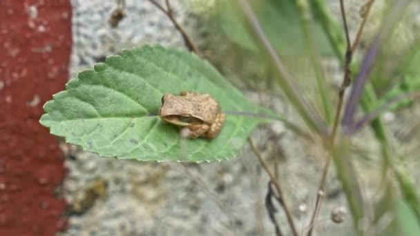 在一个阳光明媚的日子里 一只普通的小树蛙 多年生白杨树蛙在树叶上被隔离的宏观视图 — 图库视频影像