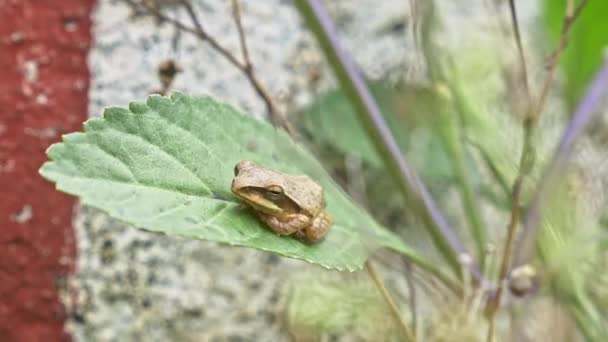 Macro View Tiny Common Tree Frog Polypedates Leucomystax Isolated Leaf — Stock Video