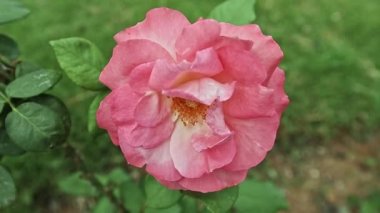 Yeşil yapraklardan oluşan bir arka planda açan güzel, ender bir gül. Güzel, tek bir gül.