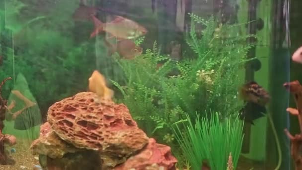 Akvaryumun Içindeki Balık Hareketinin Transparan Görüntüsü Renkli Balıklarla Dolu Bir — Stok video