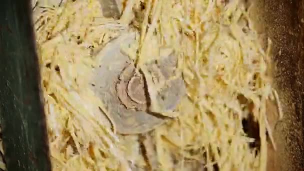 Maszyna Plodowania Próżniowego Która Rafinuje Wytwarza Granulki Mydlane Lub Makaron — Wideo stockowe