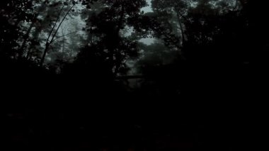 Gece boyunca uzun ağaçlarla dolu karanlık bir ormanın içinden gökyüzü manzarası. Ormanda macera.