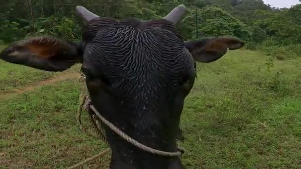 Closeup Domestic Black Cow Tied Fields While Raining Rainy Day — Stock Video