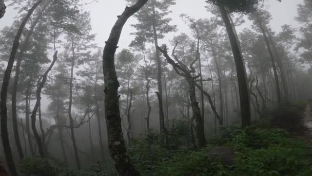 Yağmurlu Bir Günde Arabanın Ormanın Ortasında Islak Çamurlu Bir Yolda — Stok video