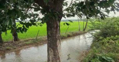 Yaz boyunca çeltik tarlası kanalı kenarında akan sulama sularının küçük bir görüntüsü.