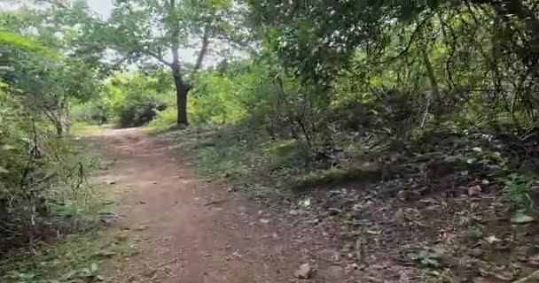 Bir Adam Yaz Günü Ormanda Yürürken Yürürken Yolda Yürürken — Stok video