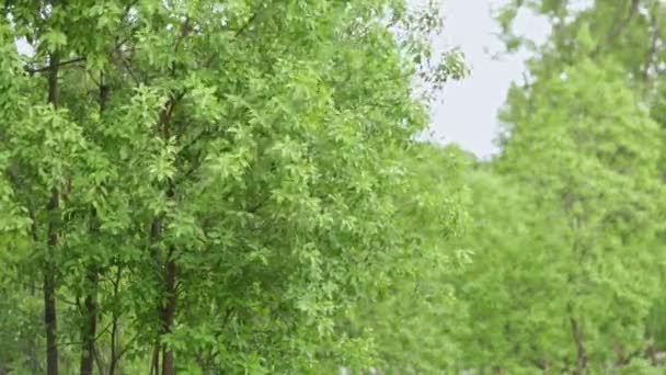 Une Large Vue Des Jeunes Plantations Bois Santal Dans Les — Video