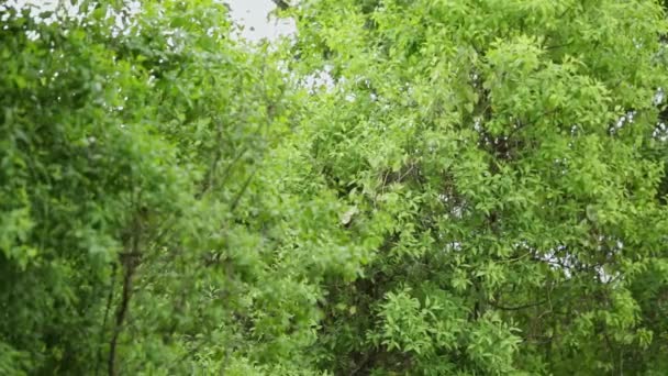 Široký Pohled Mladé Santalové Plantáže Stromů Venkovských Polích Během Léta — Stock video