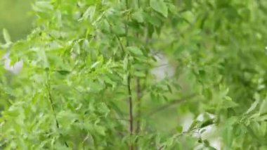 Genç bir sandal ağacı bahar mevsiminde rüzgarın ritmine göre sallanıyor.