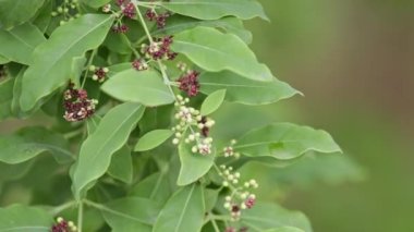 İlkbaharda kırsal alanlarda dallarında çiçek açan genç bir sandal ağacı.