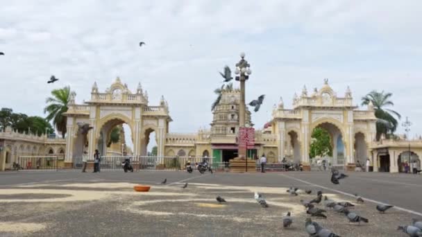 Mysore Indien Juni 2016 Sjældent Syn Flokken Duer Der Fodrer – Stock-video