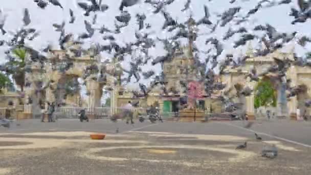 Mysore India June 2016 Rare View Flock Pigeons Feeding Ground — Stock Video