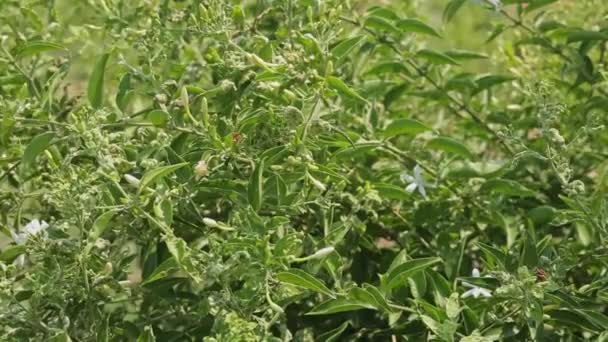 Yasemin Çiçeğindeki Viral Mantar Hastalığına Yakın Çekim Yasemin Bitkisi Hastalıkları — Stok video