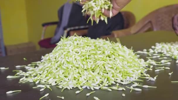 Zbliżenie Rąk Sprawdzających Jakość Świeżych Pąków Kwiatowych Jaśminu Shop Jasmine — Wideo stockowe
