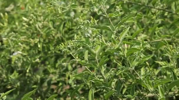 Close Uma Doença Fúngica Viral Ácaro Plantas Flores Jasmim Fields — Vídeo de Stock