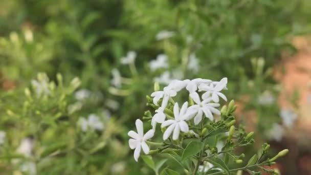Piękny Widok Kwiatów Jaśminu Gałęziach Kwitnących Kołyszących Się Wietrze — Wideo stockowe