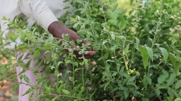 Gros Plan Agriculteur Montrant Plante Fleur Jasmin Malade Dans Fields — Video