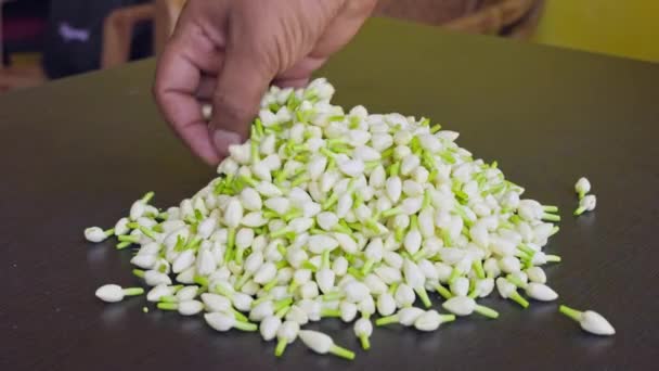 Yasemin Çiçeği Çiftliğindeki Taze Yasemin Tomurcuklarının Kalitesini Kontrol Etmek Için — Stok video