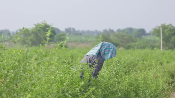 Vidsträckt Bild Indisk Kvinnlig Arbetare Som Skördar Jasminblommor Fältet Solig — Stockvideo