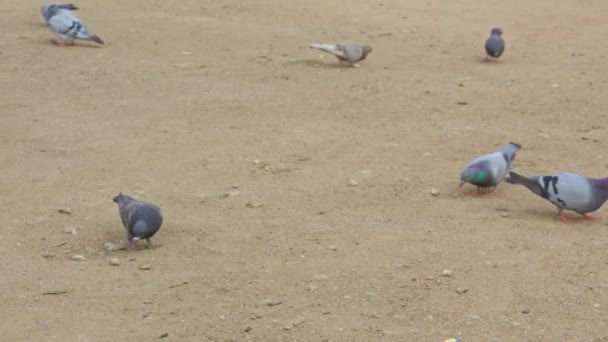 Widok Gołębi Żwirowni Poszukujących Jedzących Jedzenie Gołębie Domowe Ziemi Karmienie — Wideo stockowe