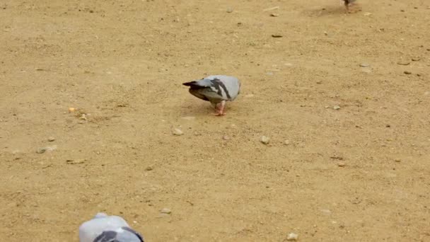 在沙砾地上寻找和吃东西的鸽子 在地上喂鸽子 — 图库视频影像