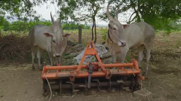 Άποψη Ενός Ζεύγους Ινδικών Αλικών Βοδιών Που Αναπαύονται Κάτω Από — Αρχείο Βίντεο