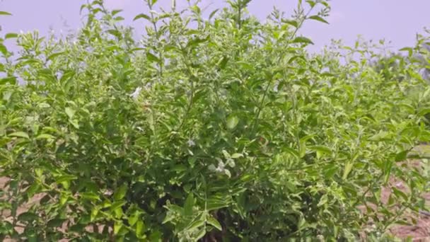 Uitzicht Een Witte Jasmijnplant Met Bloemen Knoppen Tijdens Zonnige Dag — Stockvideo