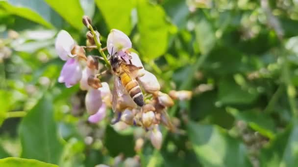 Közelkép Egy Mézelő Méh Gyűjtése Méz Pollen Indiai Bükkfa Virágok — Stock videók