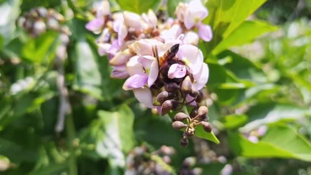 Closeup Honey Bee Collecting Honey Pollen Indian Beech Tree Flowers — Stock Video