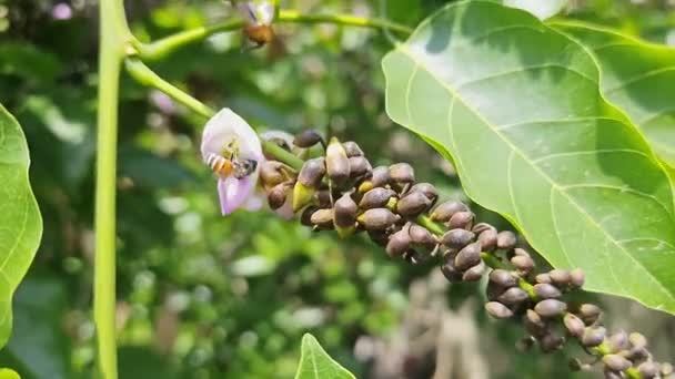 Närbild Honungsbi Samla Honung Och Pollen Från Indiska Bok Träd — Stockvideo