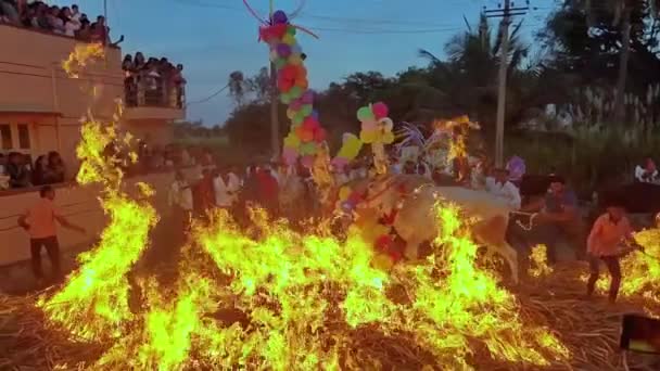 Dakshina Kannada Indien April 2023 Das Uralte Ritual Der Kühe — Stockvideo