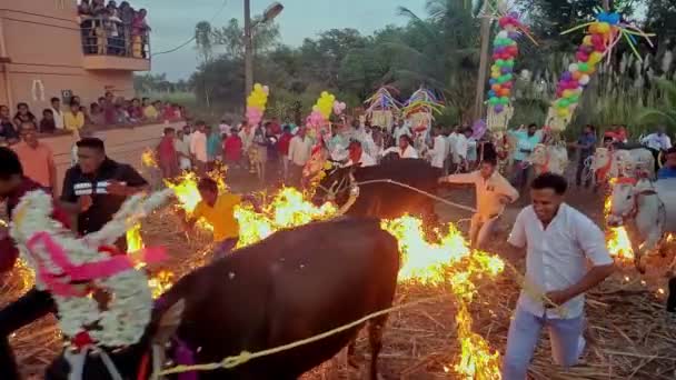 Dakshina Kannada Hindistan Nisan 2023 Makar Sankranti Etkinliği Sırasında Ateşe — Stok video