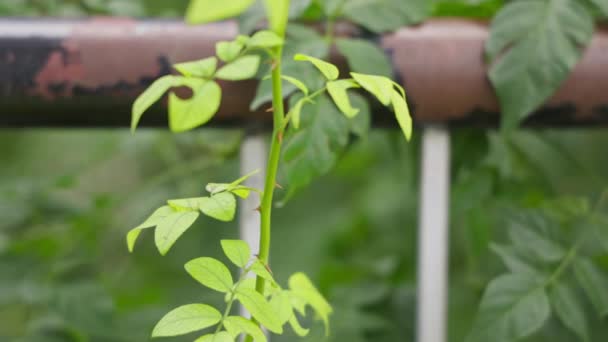 家のテラスガーデンでバラの植物の新鮮な緑の茎に美しい小さなとげのマクロショット — ストック動画