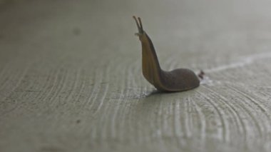 Bir sümüklü böcek, hedefini bulmak için yavaşça beton zemine bakar. Kabuksuz bir salyangoz. Sürünen kahverengi bir sümüklüböcek.