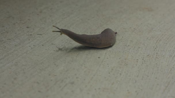 一只仓鼠缓缓抬起头 在水泥地板上寻找它的目的地 没有外壳的蜗牛 一种爬行的褐藻 — 图库视频影像
