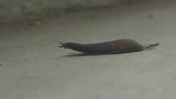一只仓鼠缓缓抬起头 在水泥地板上寻找它的目的地 没有外壳的蜗牛 一种爬行的褐藻 — 图库视频影像