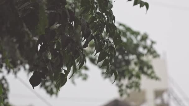Widok Kropel Wody Spadających Gałąź Liści Podczas Deszczu Mieście Zła — Wideo stockowe