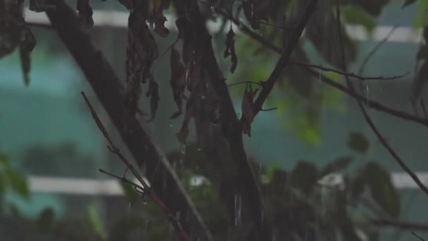 Close Água Chuva Caindo Sobre Galhos Árvore Durante Chuva Chuva — Vídeo de Stock