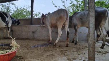 Bir köyün açık hava sığır ahırında gün içinde otlayan sığır ya da ineklerin olduğu bir manzara. Süt yetiştiriciliği. Hayvancılık kavramı