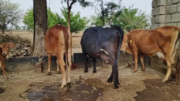 Bir Köyün Açık Hava Ambarında Gün Içinde Otlayan Süt Sığırları — Stok video
