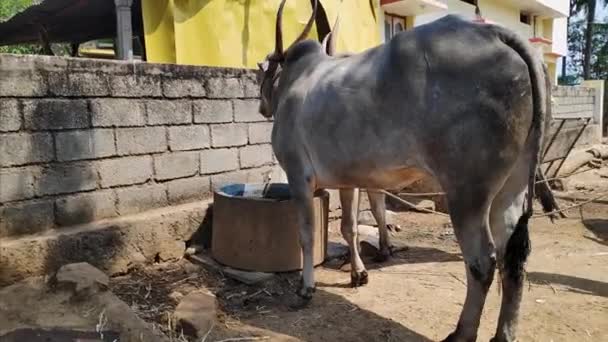Άποψη Ενός Ινδού Αγρότη Που Τροφοδοτεί Νερό Ένα Ζευγάρι Βόδια — Αρχείο Βίντεο