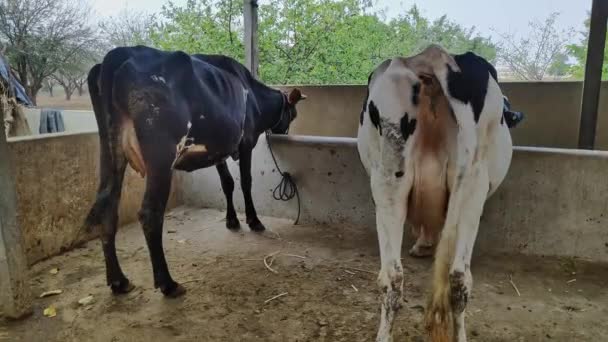 Scene Dairy Cattle Cows Grazing Village Open Outdoor Barn Day — Stock Video