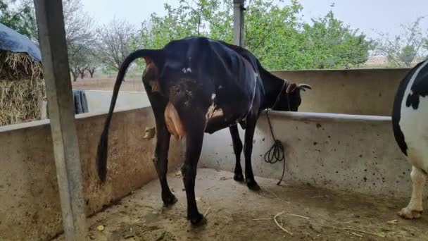 Closeup Indian Black Cow Defecating Pooping Barn Hot Sunny Day — Stock Video