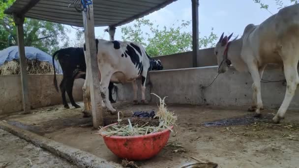 Scene Dairy Cattle Cows Grazing Village Outdoor Cattle Shed Day — Stock Video