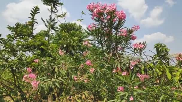 Krása Růžových Oleandrů Kvetoucích Mezi Zelenými Listy Během Jasného Letního — Stock video