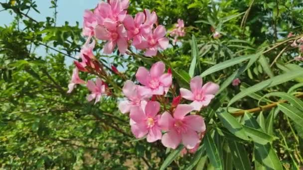 Piękno Różowe Oleander Kwiaty Kwitnące Wśród Zielonych Liści Podczas Upalnego — Wideo stockowe
