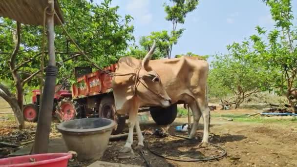 Vijayanagara India Abril 2023 Primer Plano Una Vaca Lechera India — Vídeos de Stock