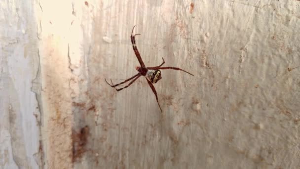 Макрозйомка Павука Argiope Keyser Своїй Павутині Стіні Влітку — стокове відео