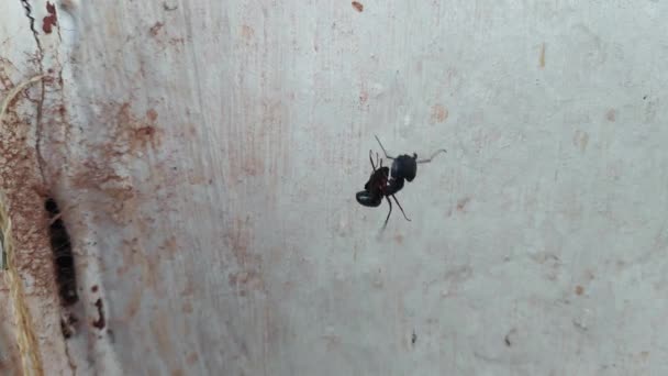 一个巨大的黑色蚂蚁挣扎着从古老的墙上透明的网中逃脱的宏观画面 — 图库视频影像